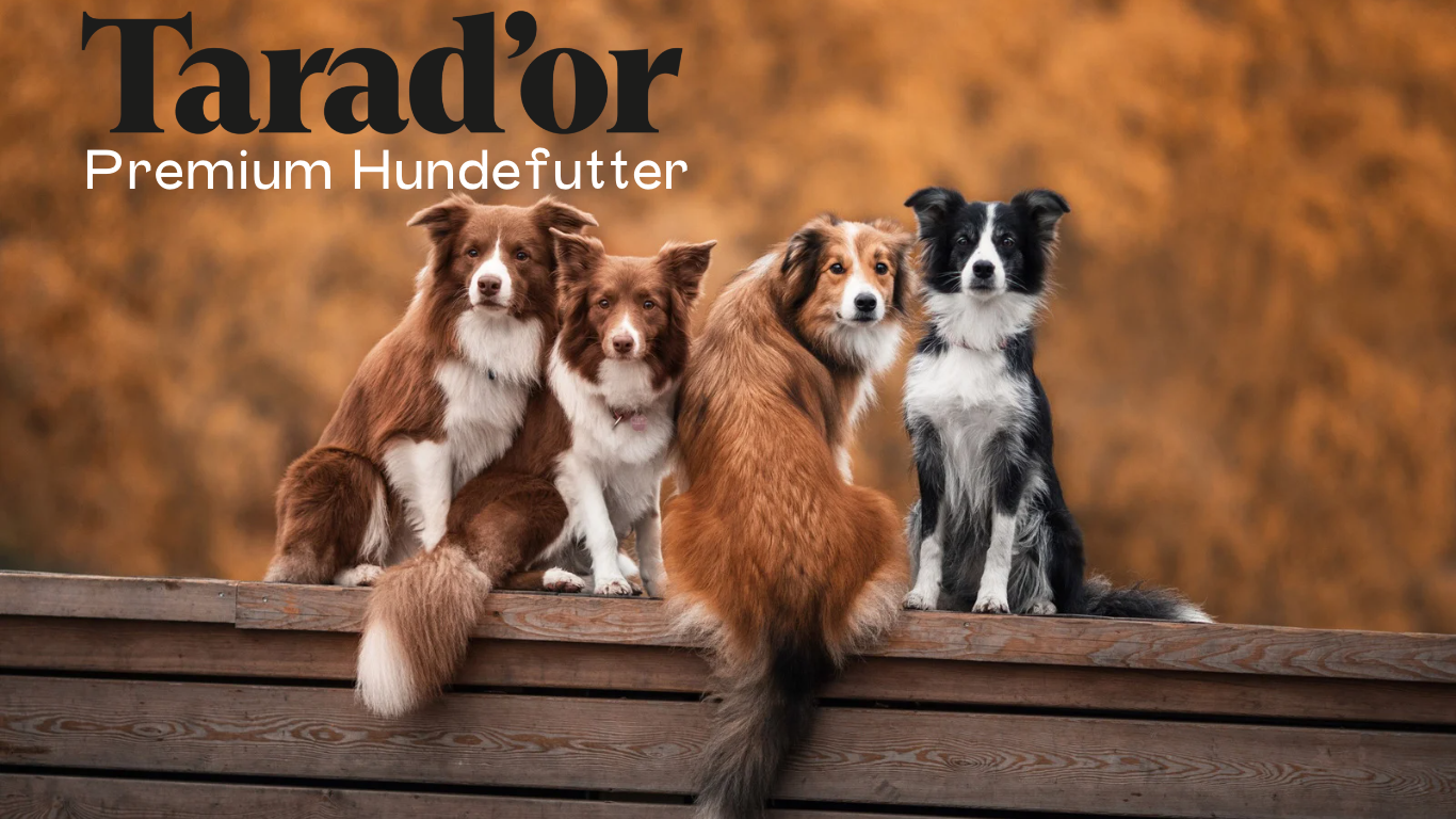 Premium Hundefutter